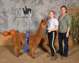 alpaca for sale