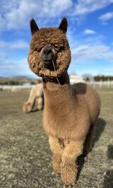 alpaca for sale