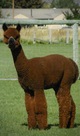 alpaca for sale