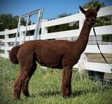 alpaca for sale