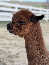 alpaca for sale