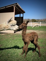 alpaca for sale