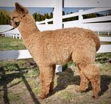 alpaca for sale