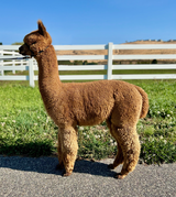 alpaca for sale