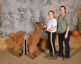 alpaca for sale