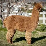 alpaca for sale