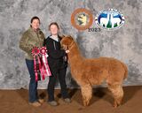 alpaca for sale