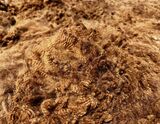 alpaca for sale