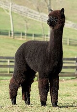 alpaca for sale
