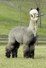 alpaca for sale
