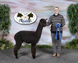alpaca for sale