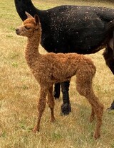 alpaca for sale
