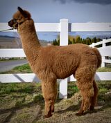 alpaca for sale
