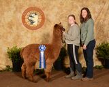 alpaca for sale