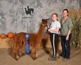 alpaca for sale
