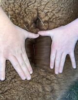 alpaca for sale