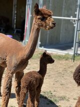 Photo of Liberty Alpacas Alibi