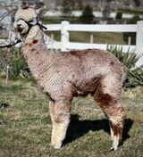 alpaca for sale
