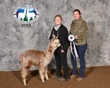 alpaca for sale