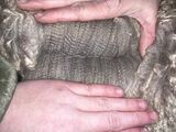 alpaca for sale