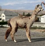 alpaca for sale