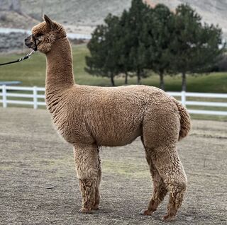 Photo of Badger Canyon's Angel's Reverence