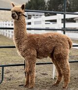 alpaca for sale