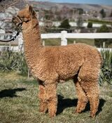 alpaca for sale