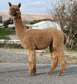 alpaca for sale
