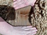 alpaca for sale