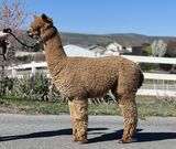 alpaca for sale