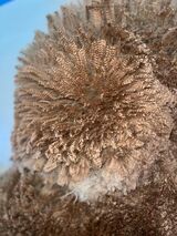 alpaca for sale