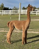 alpaca for sale