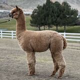 Photo of Badger Canyon's Angel's Reverence 