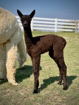 alpaca for sale