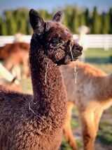 alpaca for sale