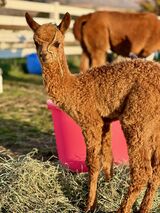alpaca for sale