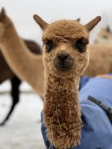 alpaca for sale