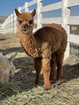 alpaca for sale