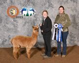 alpaca for sale