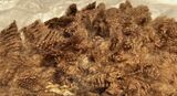 alpaca for sale