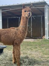 alpaca for sale