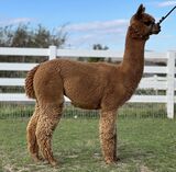 alpaca for sale
