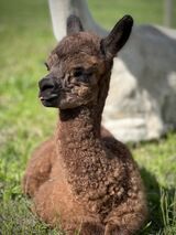 alpaca for sale