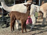 alpaca for sale