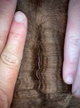 alpaca for sale