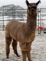 alpaca for sale