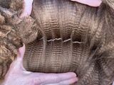 alpaca for sale