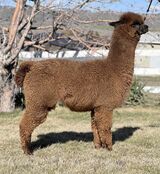 alpaca for sale