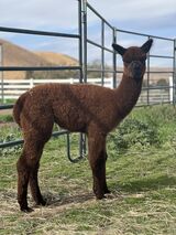 alpaca for sale
